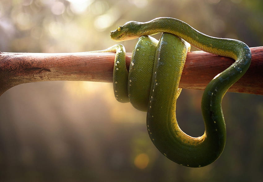 Green pit viper, Snake, Venomous, , Animals HD wallpaper