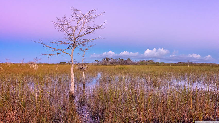 Pink Sunset, Wetlands, Everglades National Park Ultra Backgrounds for U TV : & UltraWide & Laptop : Tablet : Smartphone, the everglades HD wallpaper