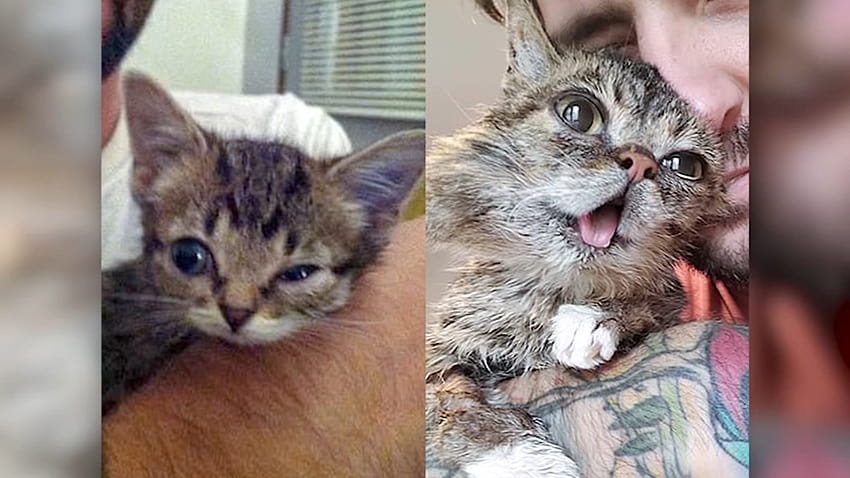 Lil BUB: Internet celebrity cat Lil Bub dies at 8 HD wallpaper