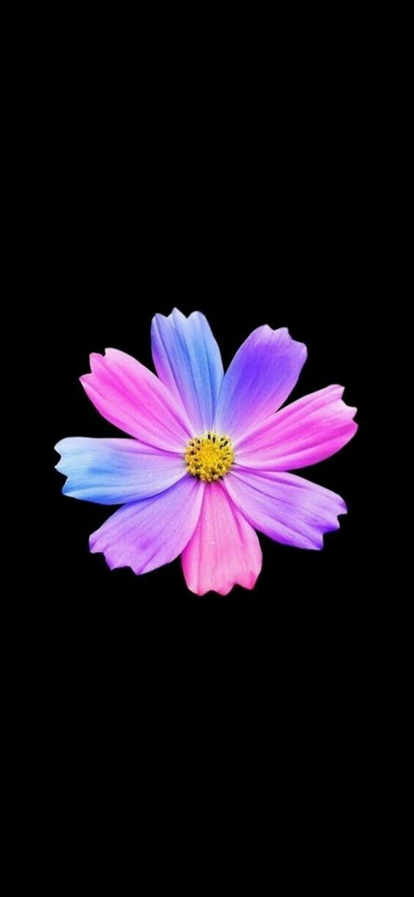 Best Flower Mi Android Mobile Amoled ⋆ Traxzee, flower amoled phone HD phone wallpaper