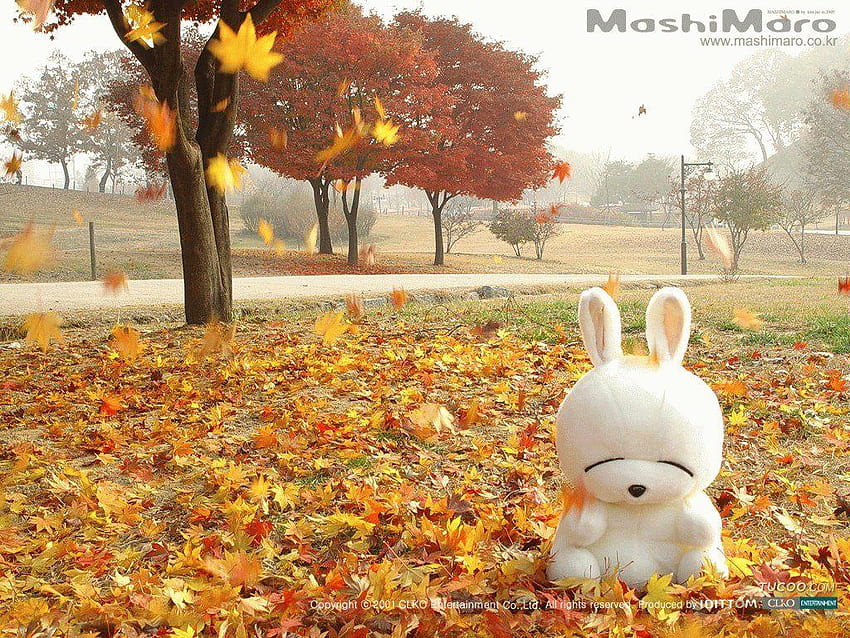 Korean Autumn, south korea autumn HD wallpaper