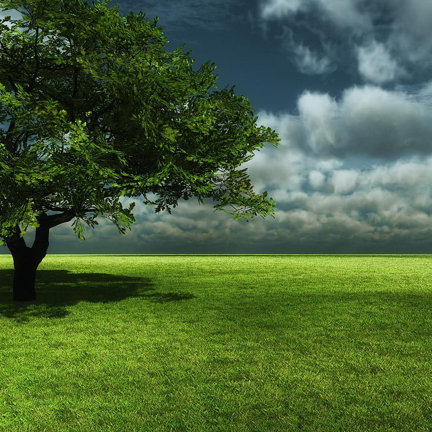green nature ,natural landscape,green,nature,grassland,tree, green stuff HD phone wallpaper