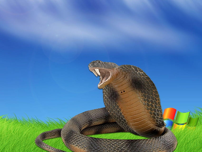 Indian king cobra snake HD wallpaper | Pxfuel