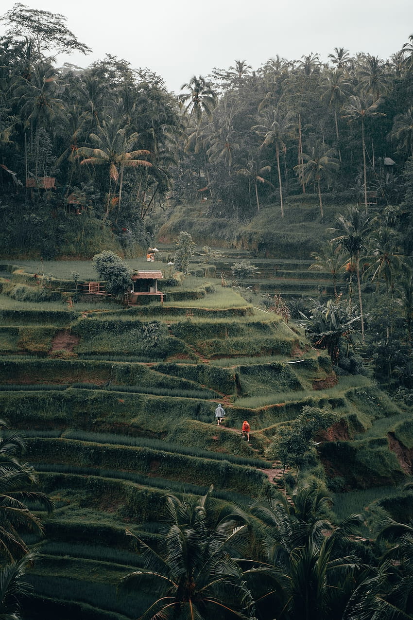 Ubud, terraços de arroz Papel de parede de celular HD
