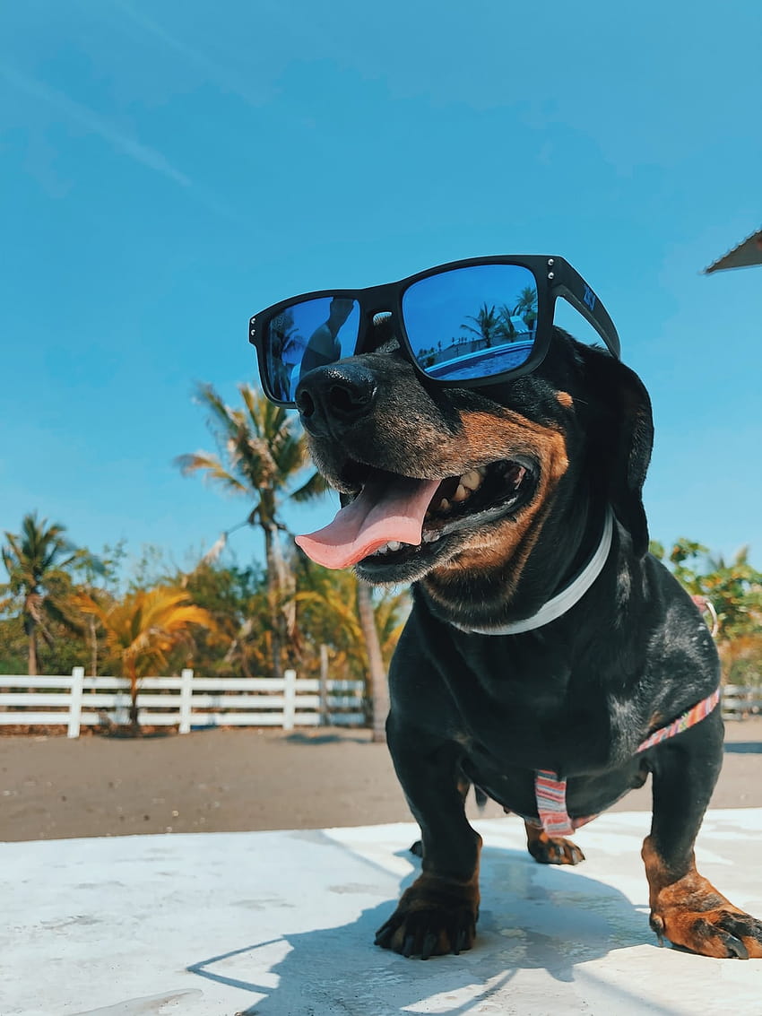 cachorro preto branco e marrom com pelos longos usando óculos escuros – Animal, cachorro com óculos Papel de parede de celular HD