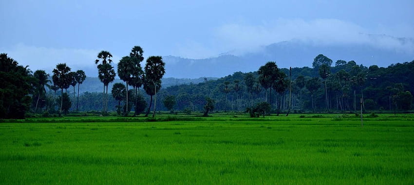 Üppig grüne Reisfelder und Palmyra-Palmen von Palakkad, Kerala während des Regens. Mit freundlicher Genehmigung: Sujit Menon HD-Hintergrundbild