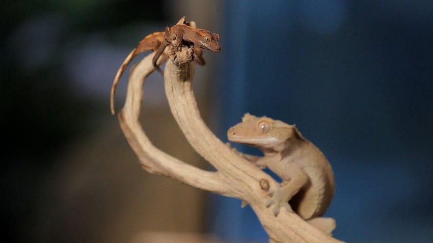 8 Cool Facts about Crested Geckos HD wallpaper