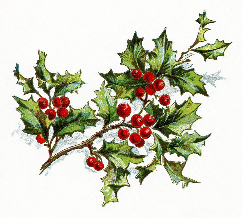 Clipart Christmas Holly Berries HD wallpaper