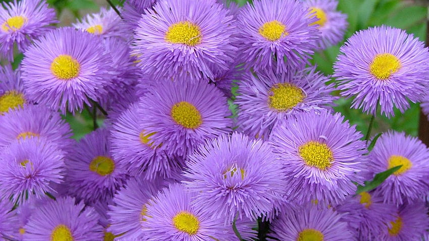 Prato fiori selvatici Aster Purple Flowers National Park Ghiacciaio, fiori selvatici estivi Sfondo HD