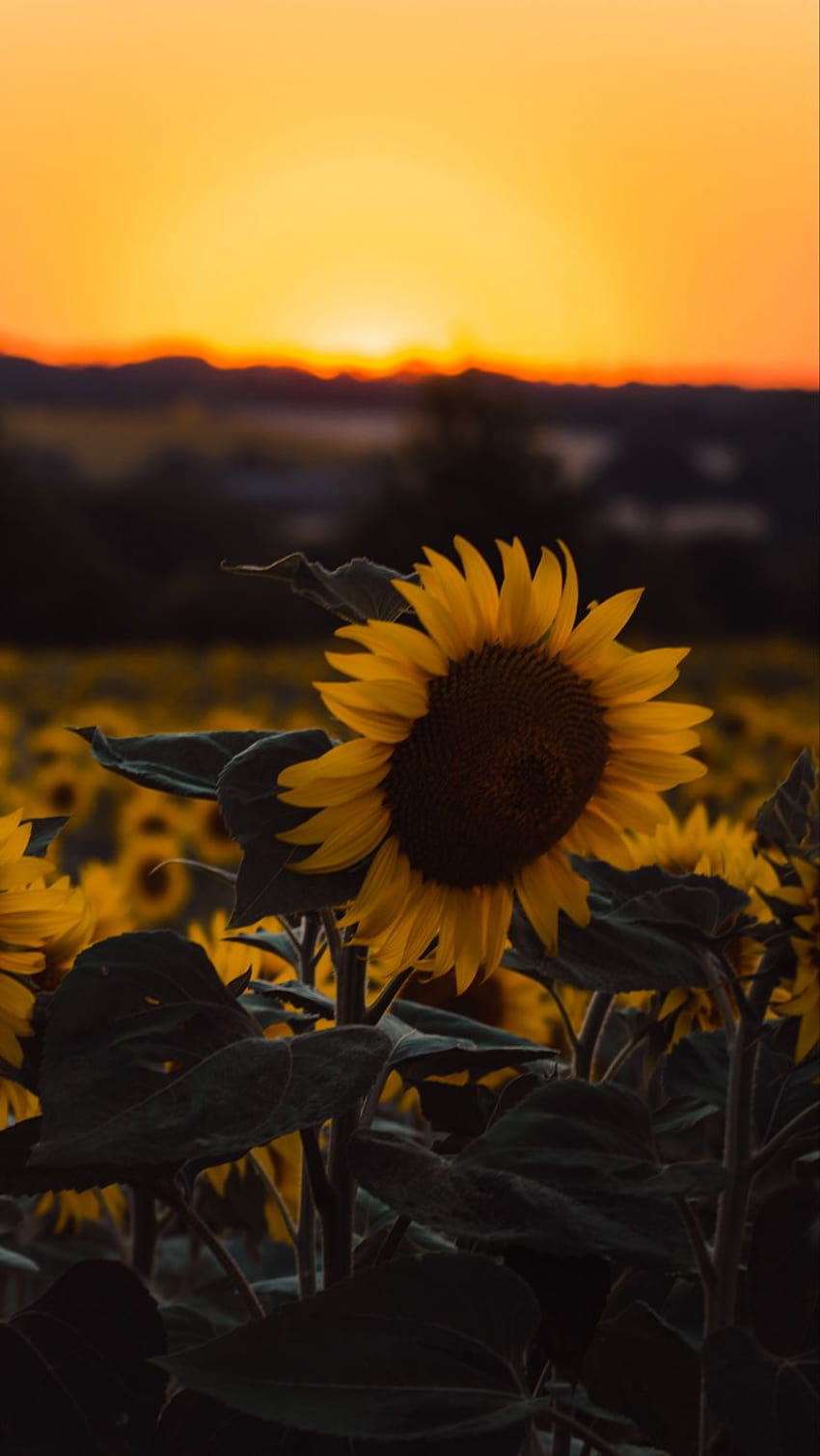 800x1420 sunflowers, flowers, yellow, field, sunset iphone se/5s/5c/5 for parallax backgrounds, flower sunflower iphone HD phone wallpaper