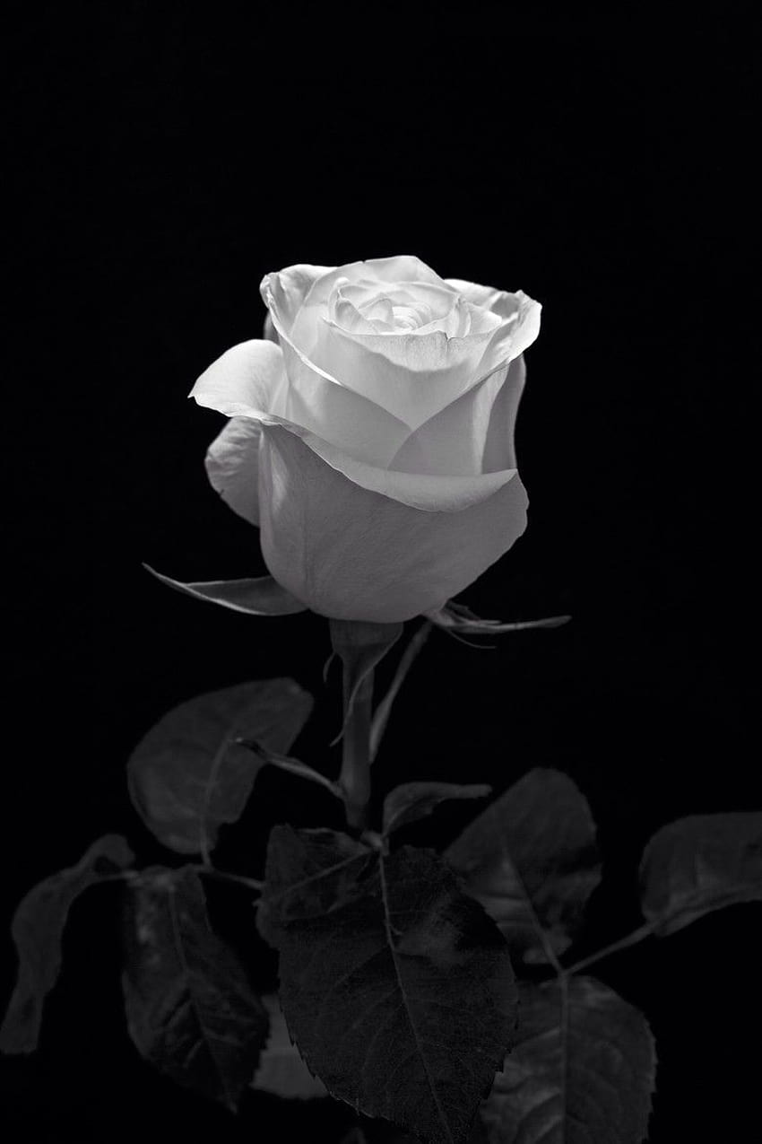 Free Black And White Rose Background Download Free Black And White Rose  Background png images Free ClipArts on Clipart Library
