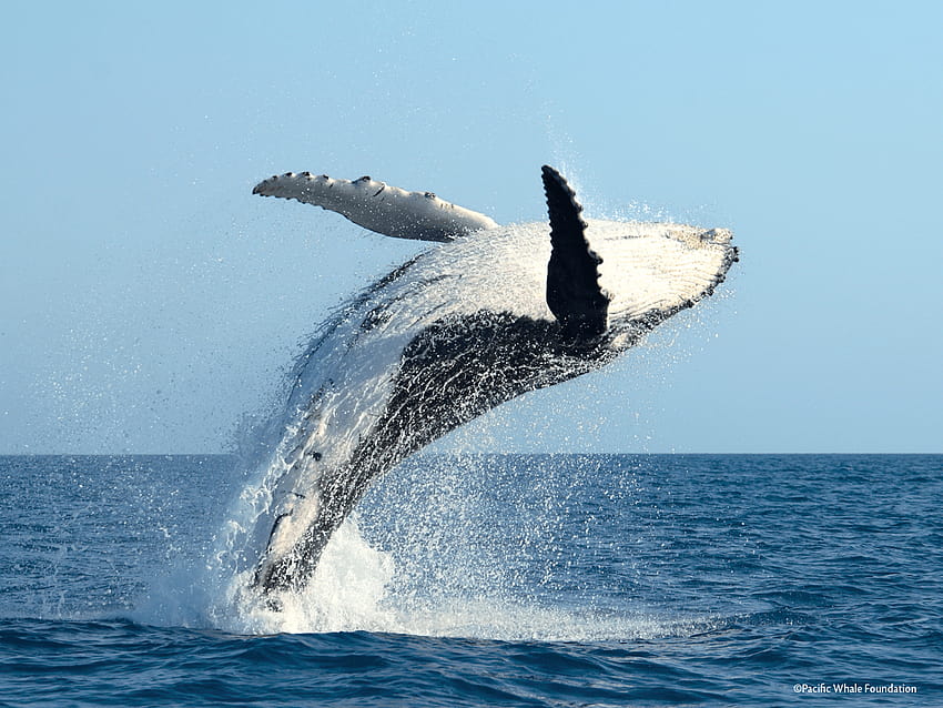 Humpback whale HD wallpaper