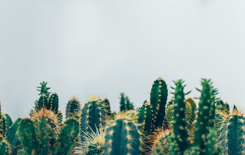 Cactus on Dog HD wallpaper