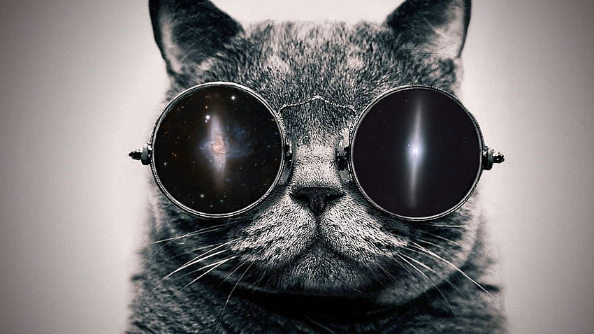 Actually okay, swag cat HD wallpaper | Pxfuel