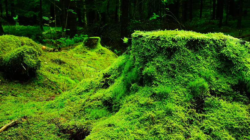 Forest green nature grass moss dark u high resolution HD wallpaper