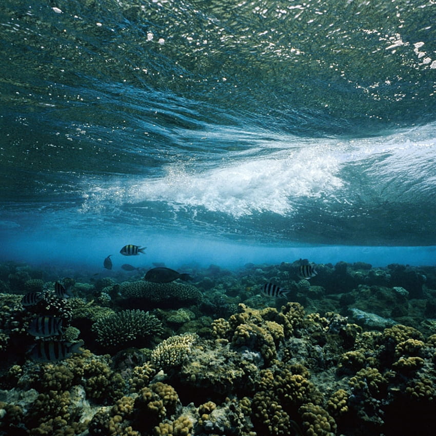 Underwater Landscape , Underwater , , sea level HD phone wallpaper