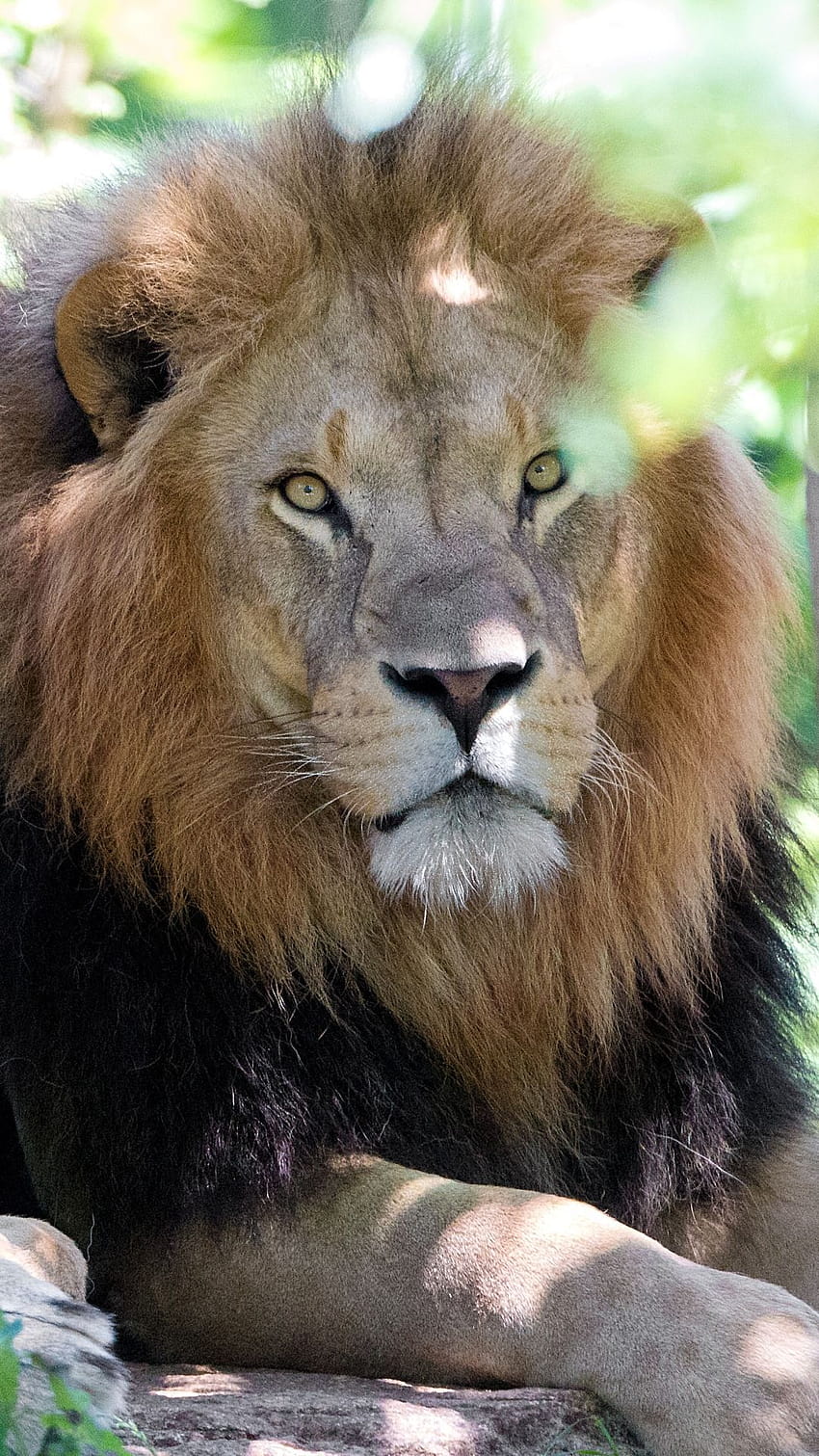 Wajah Singa Menakutkan diposting oleh Zoey Johnson, singa menakutkan wallpaper ponsel HD