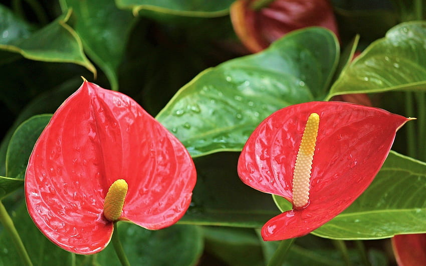 Anthurium – NANCY WITH THE LAUGHING FACE, anthurium hydrangea HD wallpaper