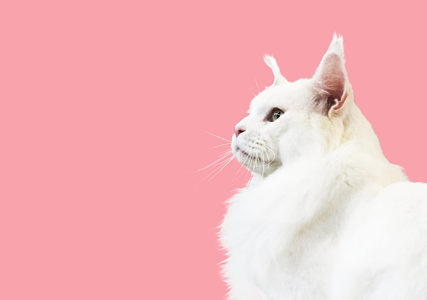 Pink Cat, aesthetic cat HD wallpaper