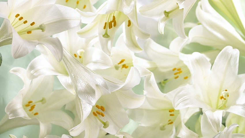 Easter Lily on Dog, spring lilies HD wallpaper