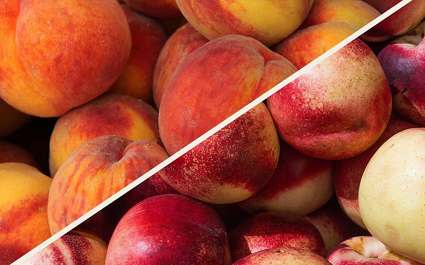 Nectarine vs Peach: What's the Difference? HD wallpaper