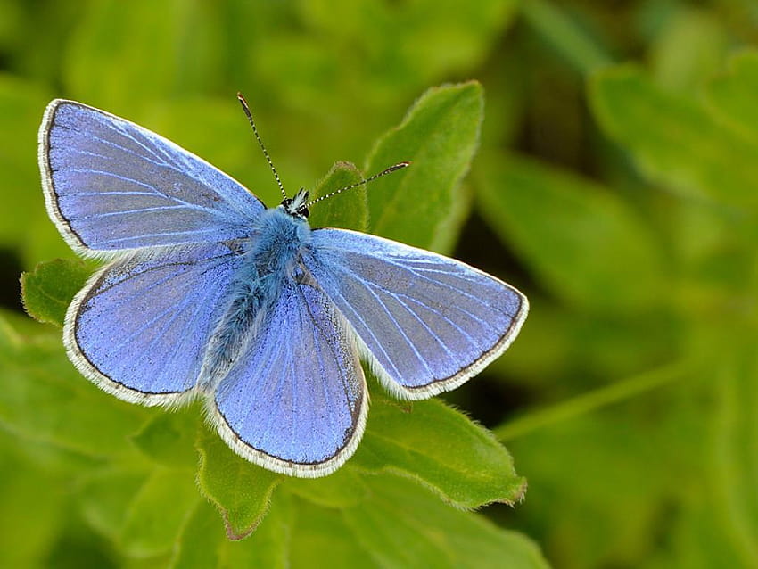 Azul común, tipos de mariposas fondo de pantalla