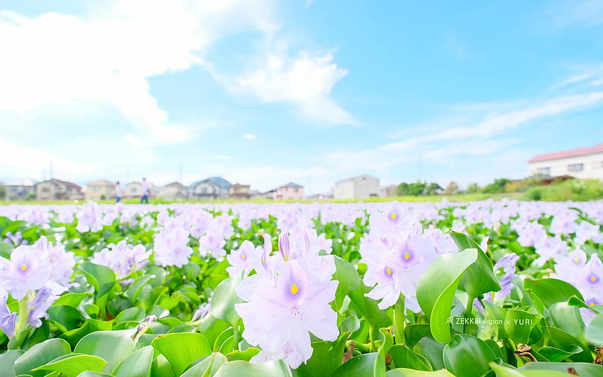 ] de esponjosas flores de colores pastel｜ZEKKEI Japón, hada en un campo de flores fondo de pantalla