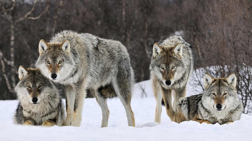 Wolf Pack, pack of wolves HD wallpaper