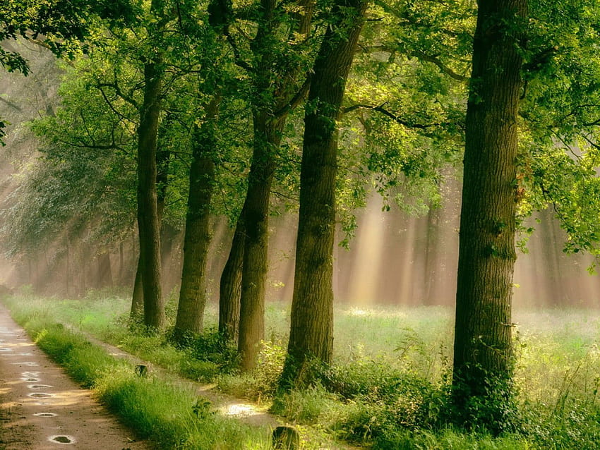 Árboles de hojas verdes, bosque, camino, hierba, niebla, camino, lluvia, luz del sol • For You For & Mobile, bosque lluvioso con niebla fondo de pantalla