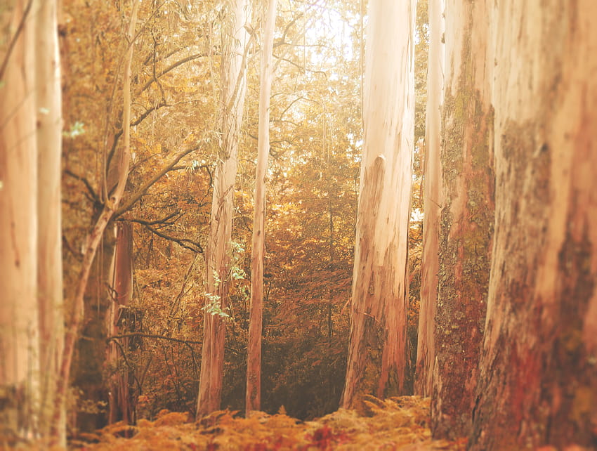 : autumn, trees, light, orange, brown, Sun, green, fall, luz, Portugal, nature, yellow, forest, peace, nopeople, calm, Serenity, serra, outono 4288x3240 HD wallpaper