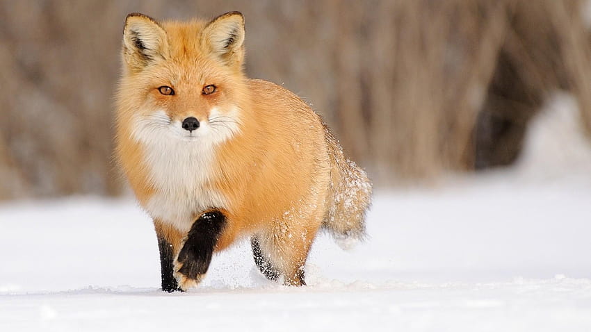 Foxes, little fox HD wallpaper