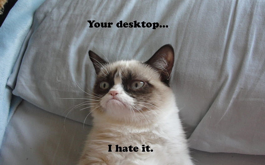śmieszne memy z kotami Tapeta HD