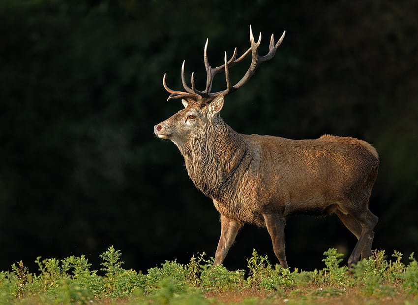 red deer stag by Jon Evans HD wallpaper