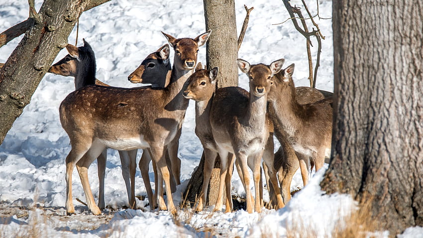 Fallow Deer, Animal, Wild Animal, Herds, , Background, Nsffei HD wallpaper