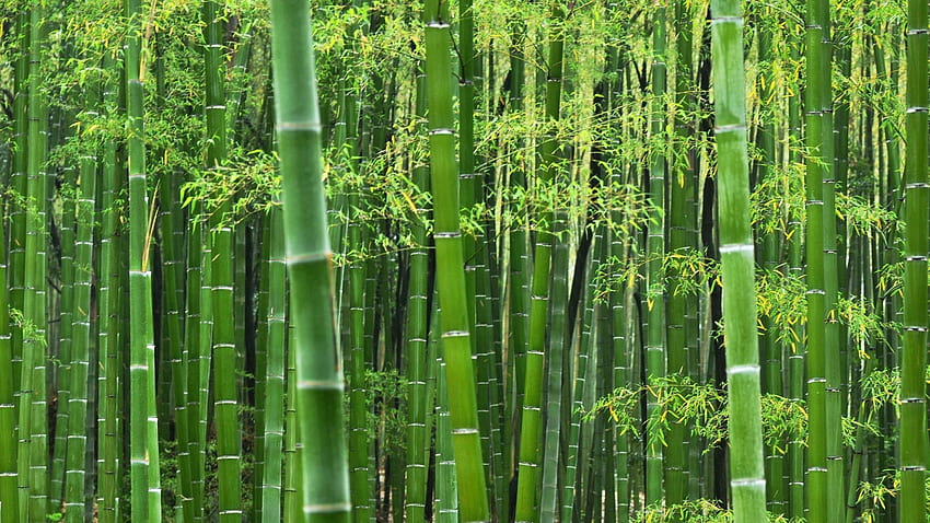 green bamboo forest HD wallpaper