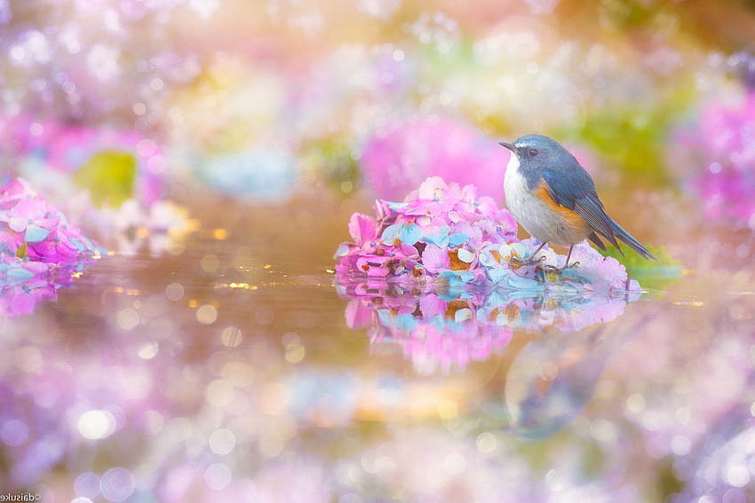 Pássaro Bluebird Flor Hortênsia Passeriforme Reflexão Vida Selvagem papel de parede HD