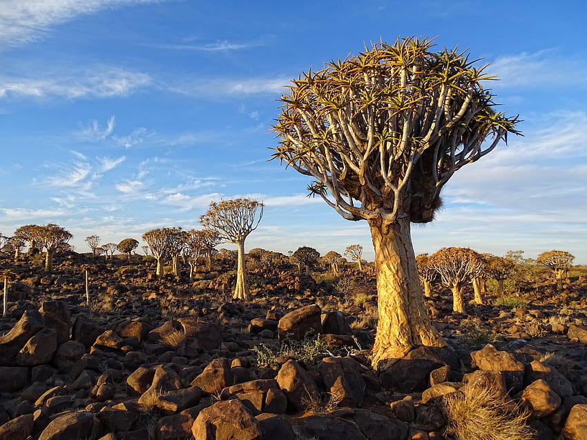 File:Quiver, quiver trees HD wallpaper