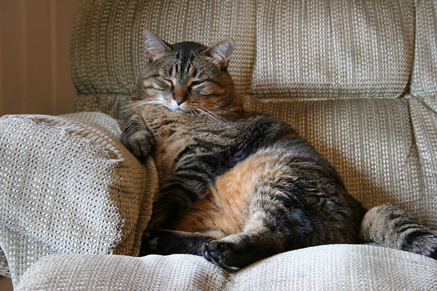 Fat cat and HD wallpaper | Pxfuel