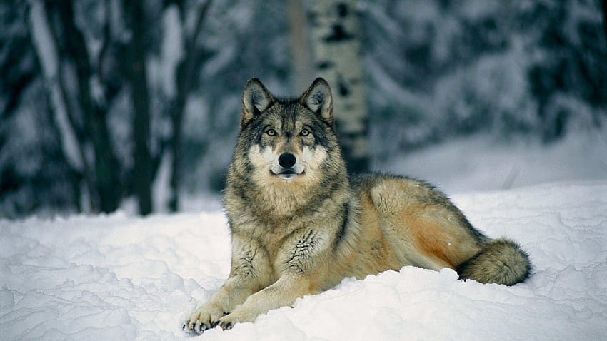Wolf ·① amazing full backgrounds for HD wallpaper