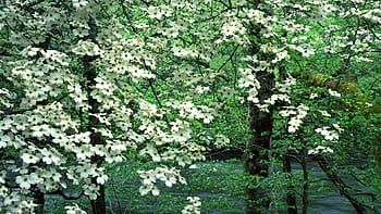 Dogwood Wallpaper  Download to your mobile from PHONEKY