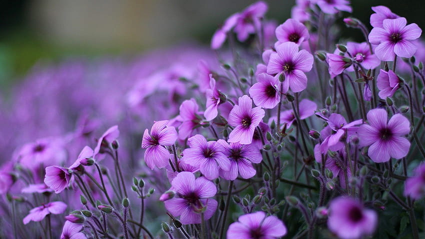Purple Flowers Geranium Ornamental Flowering Plants, purple laptop HD wallpaper