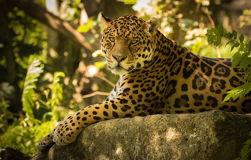 spójrz, kamień, Jaguar, dziki kot , sekcja кошки, kot jaguar Tapeta HD