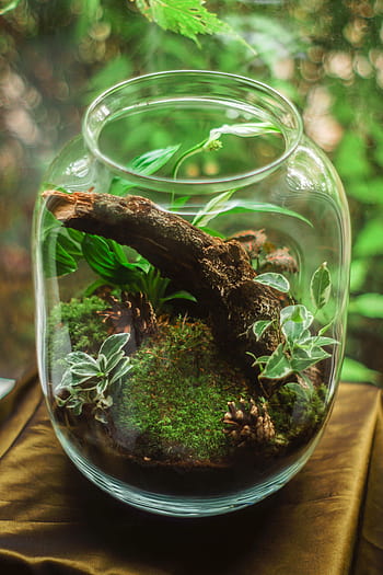 Terrarium, Vivarium HD wallpaper | Pxfuel