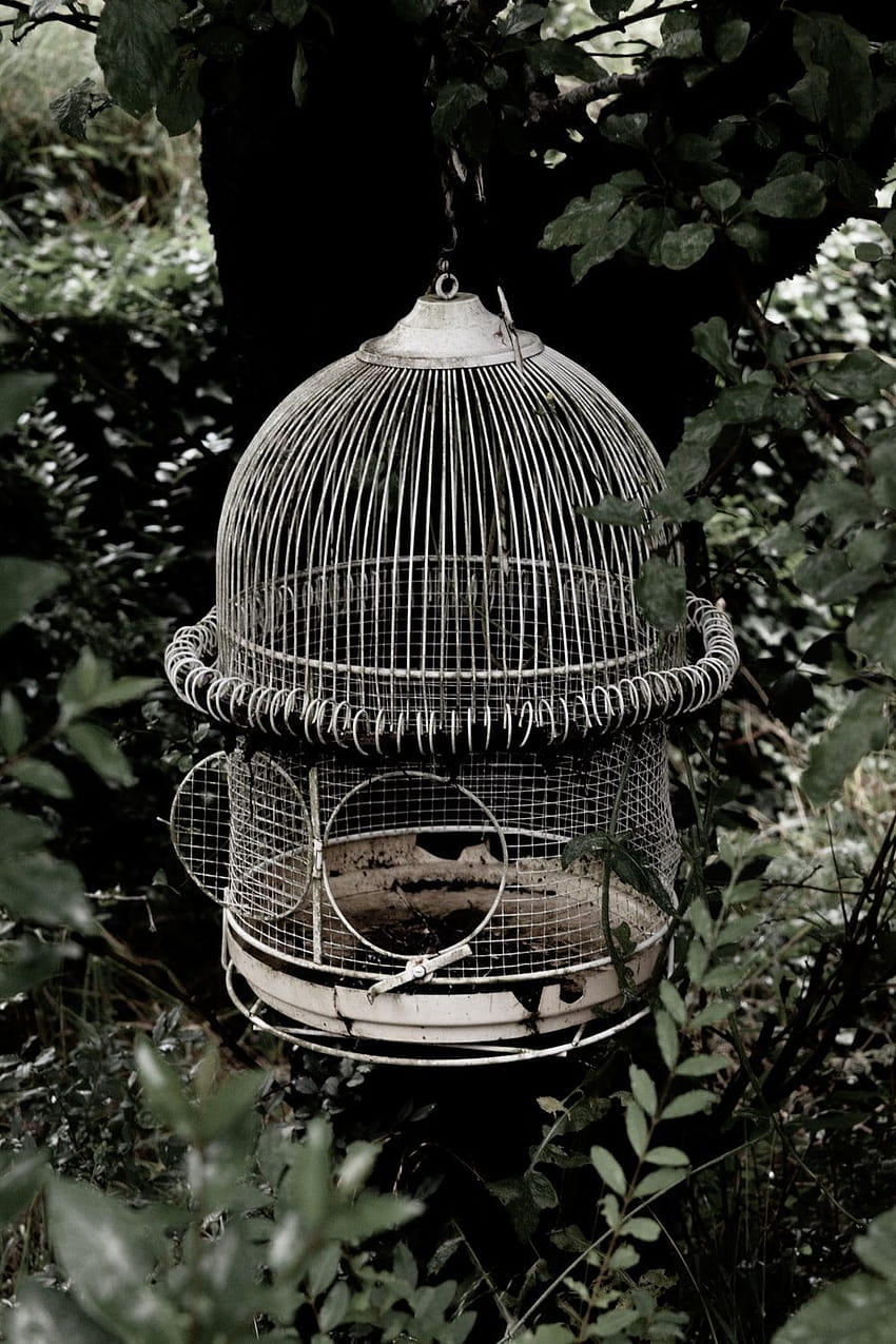 Best 50 Cage, Vogelkäfig HD-Handy-Hintergrundbild