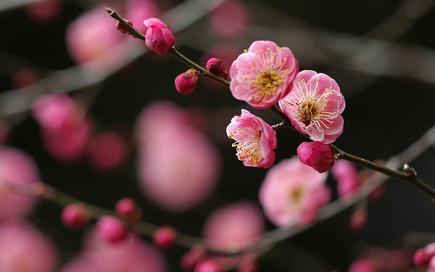Plum flower 50639, plum blossom HD wallpaper