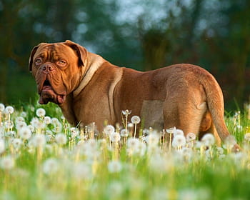 how much should i feed my french mastiff