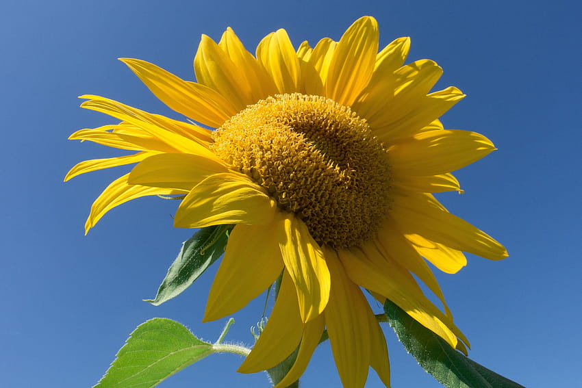 gelbe Sonnenblume, Helianthus annuus HD-Hintergrundbild
