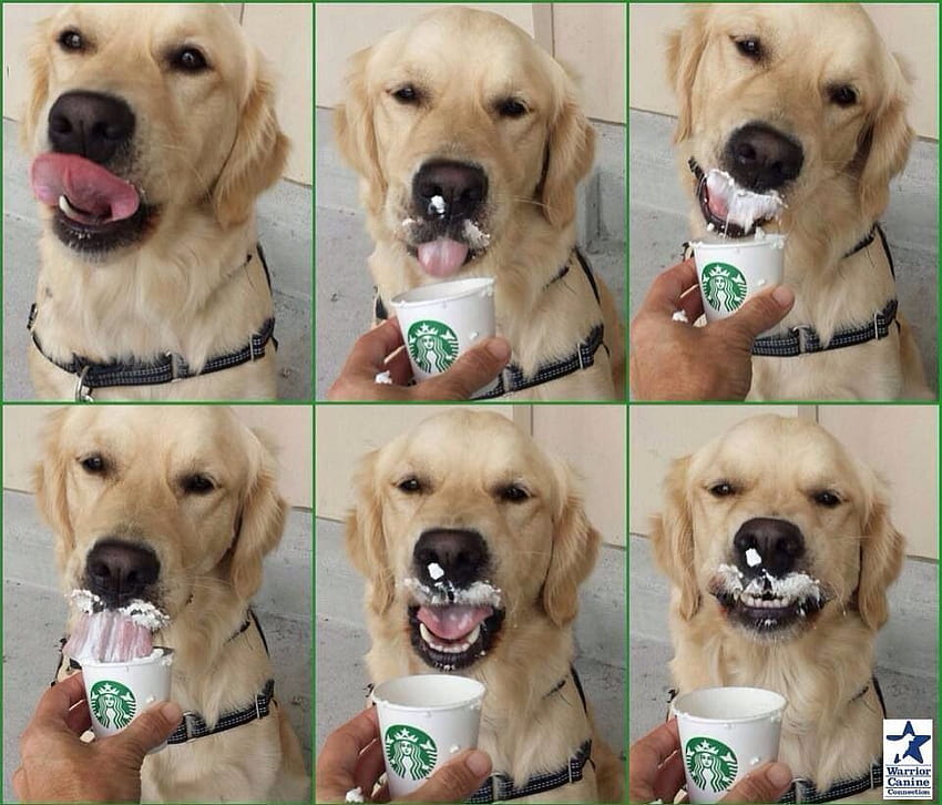 does starbucks sell dog treats