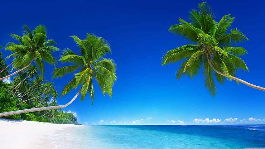 Tropical Beach Paradise Ultra Tła, mobilna plaża u Tapeta HD