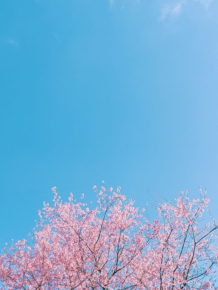 árbol de flor de cerezo rosa bajo el cielo azul durante el día – Azul, cielo natural primaveral fondo de pantalla del teléfono